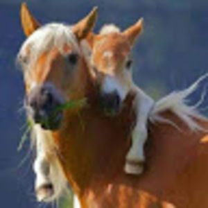 Meet your Posher, Carol